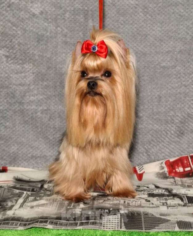 Собаки в Королеве: Йорк девочка Девочка, 7 000 руб. - фото 2