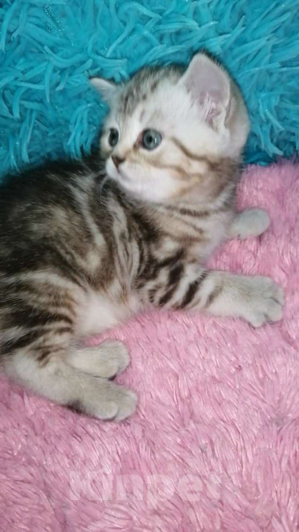 Кошки в Москве: Шотландские котята шиншилла  Девочка, 18 000 руб. - фото 9