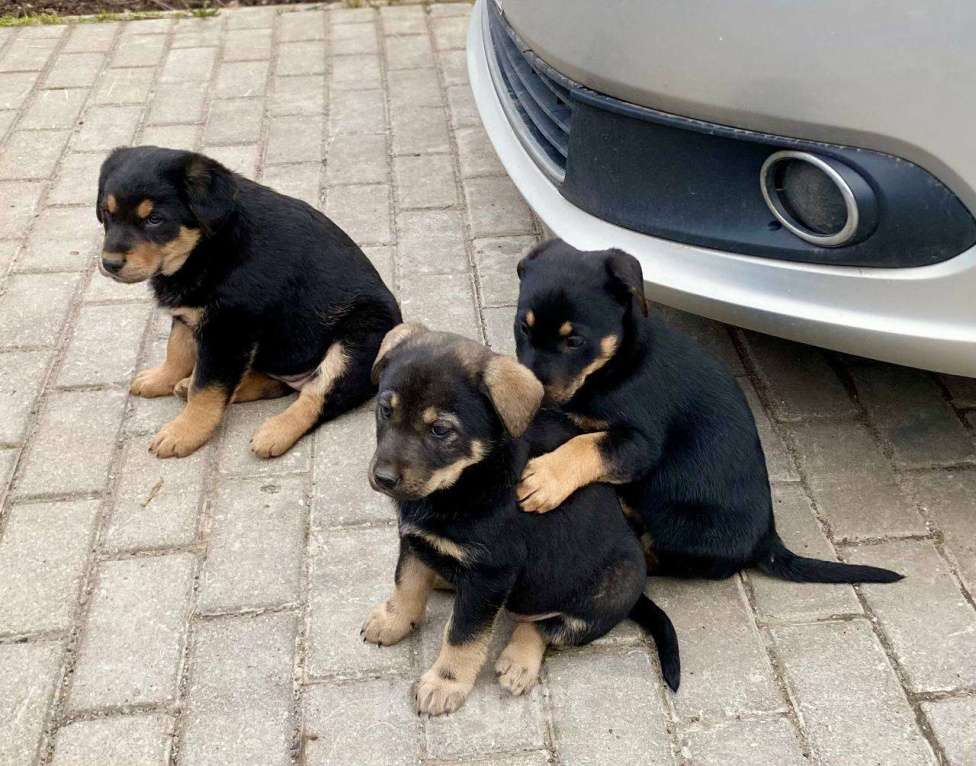 Собаки в Москве: Щенки девочки в добрые руки Девочка, Бесплатно - фото 3