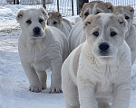 Собаки в Омске: Щенки  Среднеазиатская овчарка  Девочка, 35 000 руб. - фото 2