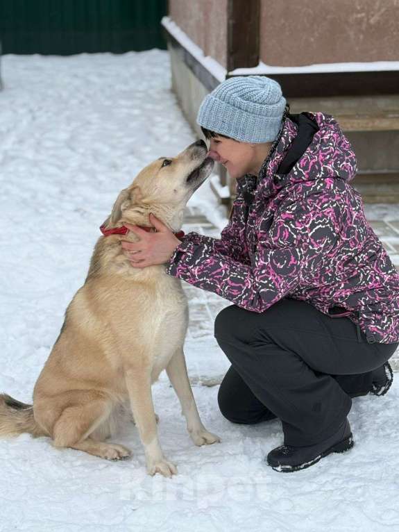 Собаки в Москве: Потрясающе красивая собака. Метис хаски Девочка, Бесплатно - фото 2