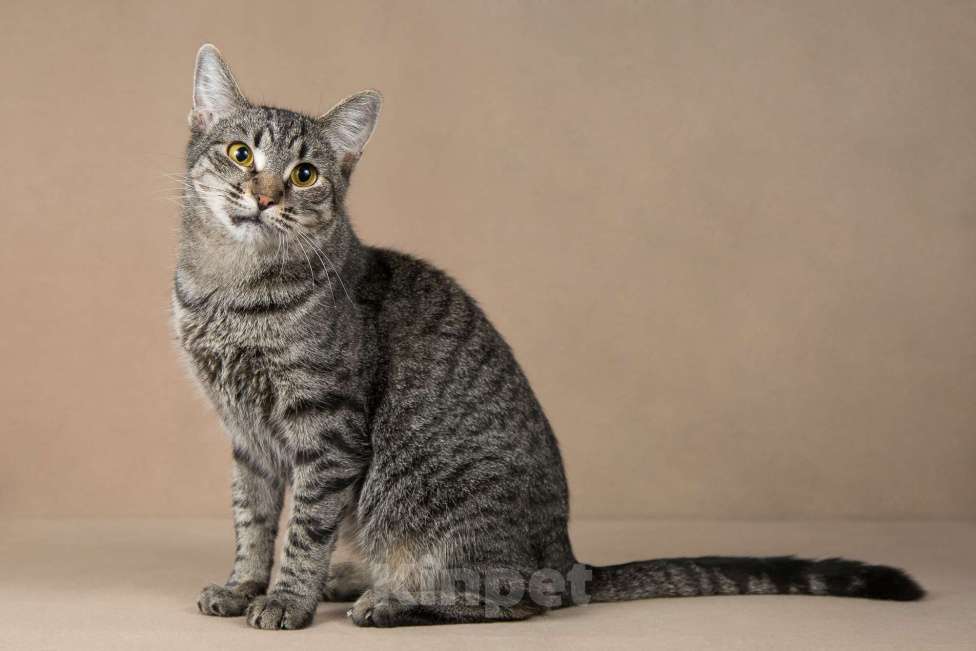 Кошки в Москве: Бетти - «дракон Ли». Добрейшая кошечка в добрые руки. Девочка, Бесплатно - фото 1