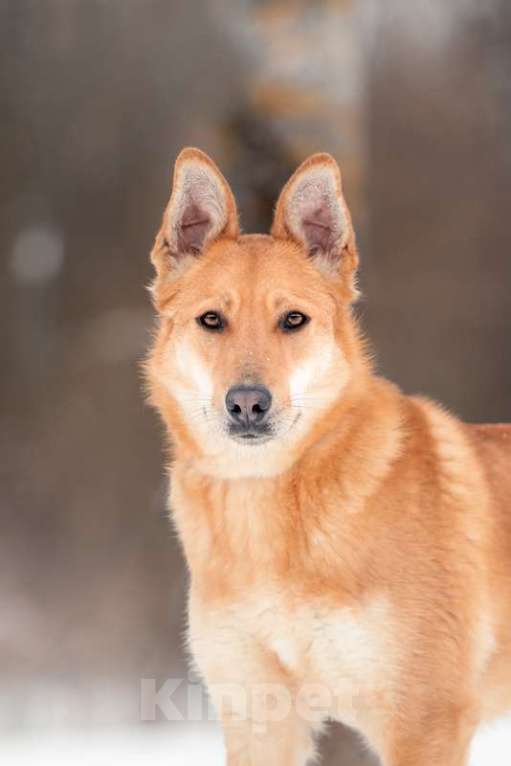 Собаки в Москве: Рыжая лисичка Белла в добрые руки Девочка, Бесплатно - фото 2