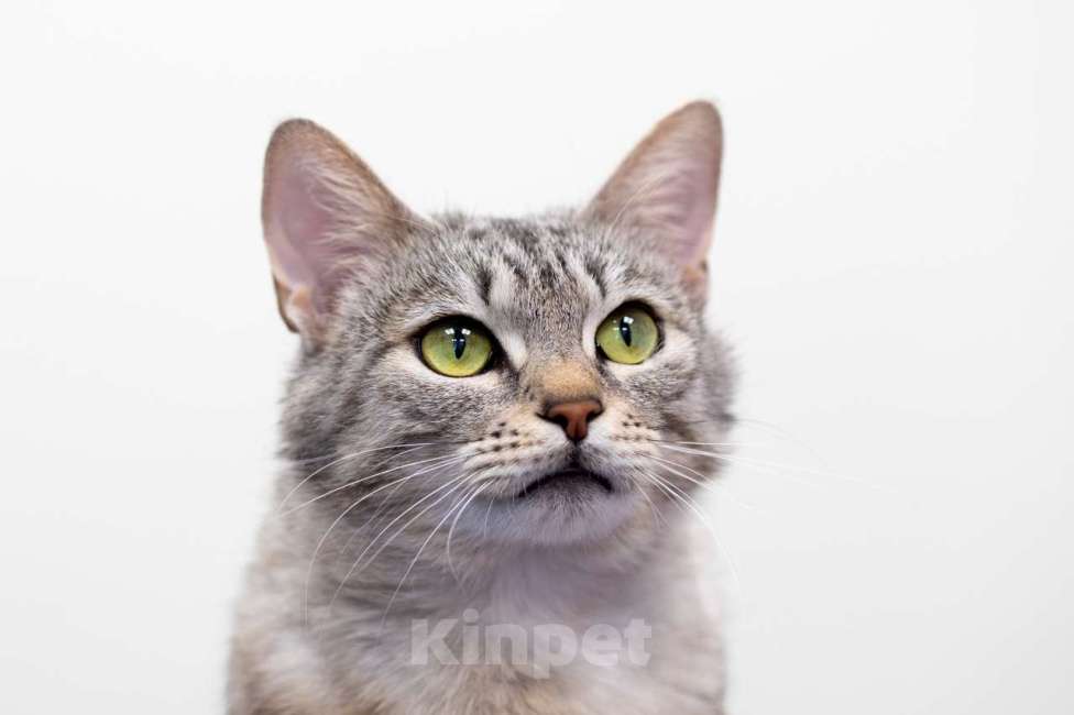 Кошки в Москве: Андриана Девочка, Бесплатно - фото 2