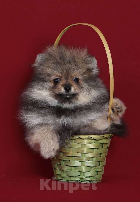 Собаки в Курске: Померанский шпиц щенок Девочка, Бесплатно - фото 1