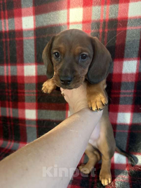 Собаки в Туле: Щенки мини таксы Мальчик, 18 000 руб. - фото 2