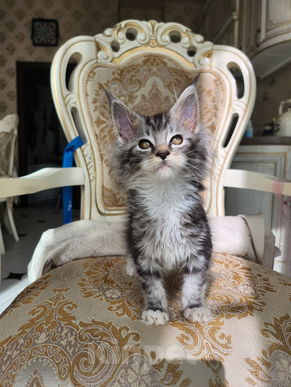 Кошки в Москве: Котята мейн-кун Девочка, 40 000 руб. - фото 6