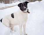 Собаки в Москве: Пёсель из приюта в поисках дома Мальчик, Бесплатно - фото 4