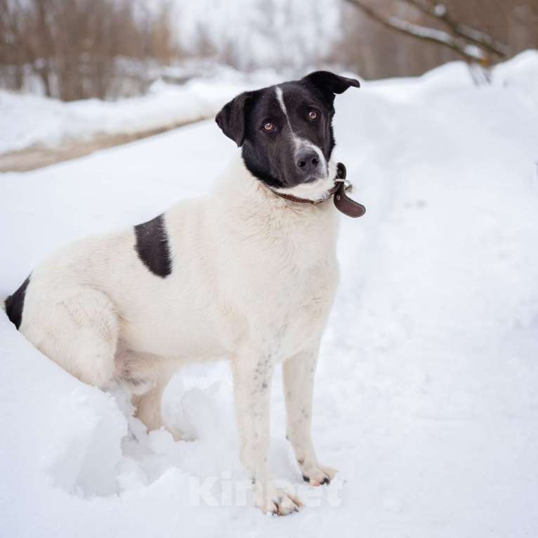 Собаки в Москве: Пёсель из приюта в поисках дома Мальчик, Бесплатно - фото 4