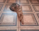 Кошки в Санкт-Петербурге: Отдам в добрые руки кошечку Рысю Девочка, Бесплатно - фото 1