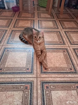 Отдам в добрые руки кошечку Рысю