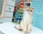Кошки в Владивостоке: Британский голубой золотистый котенок Мальчик, 70 000 руб. - фото 1