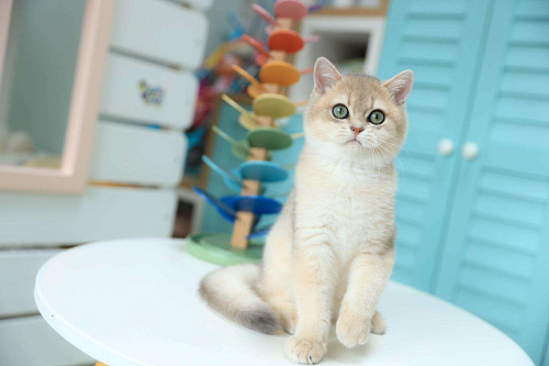 Объявление: Британский голубой золотистый котенок, 70 000 руб., Владивосток