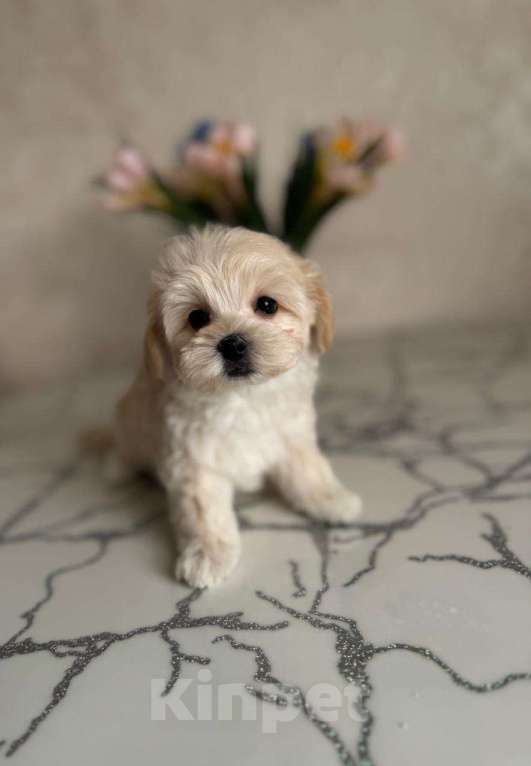 Собаки в Челябинске: Мальтипу f1 девочка Девочка, 100 000 руб. - фото 4