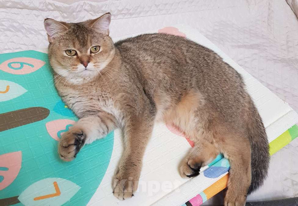 Кошки в Санкт-Петербурге: Шотландская кошечка  Девочка, 7 000 руб. - фото 6