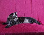 Кошки в Новосибирске: Титулованный кот мейн-кун на вязку, 15 000 руб. - фото 4