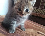 Кошки в Горячем Ключе: Малыши ищут дом, Бесплатно - фото 3