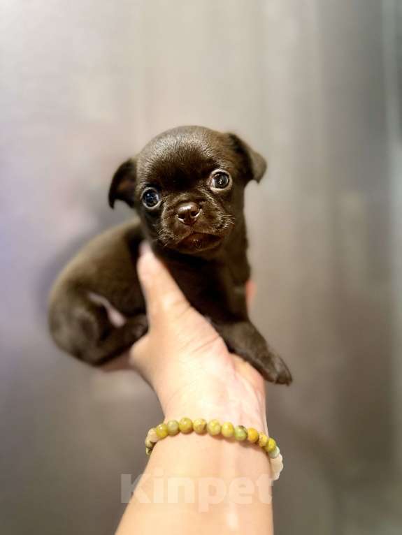 Собаки в Ростове-на-Дону: Мальчик чихуахуа Мальчик, 35 000 руб. - фото 3