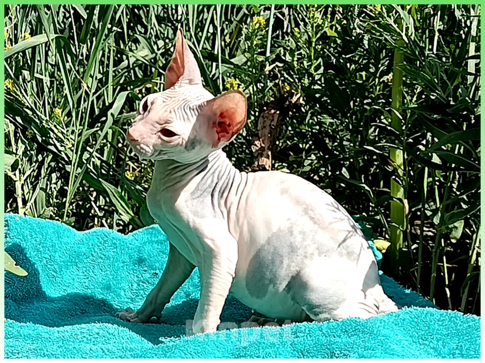 Кошки в Иркутске: Предлагаем коёнка донского сфинкса Девочка, 20 000 руб. - фото 5