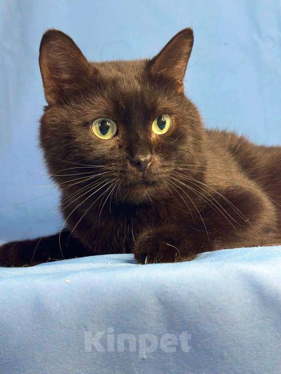 Кошки в Москве: Кот с лейкозом в добрые руки Мальчик, Бесплатно - фото 4