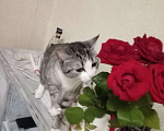 Кошки в Перми: Пропала кошка Девочка, 1 руб. - фото 2