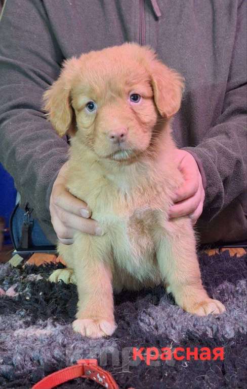 Собаки в Екатеринбурге: Новошотландский ретривер Девочка, 80 000 руб. - фото 2