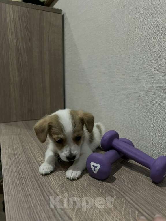 Собаки в Красноярске: Щенок джек Рассел терьер мальчик Мальчик, 18 000 руб. - фото 2