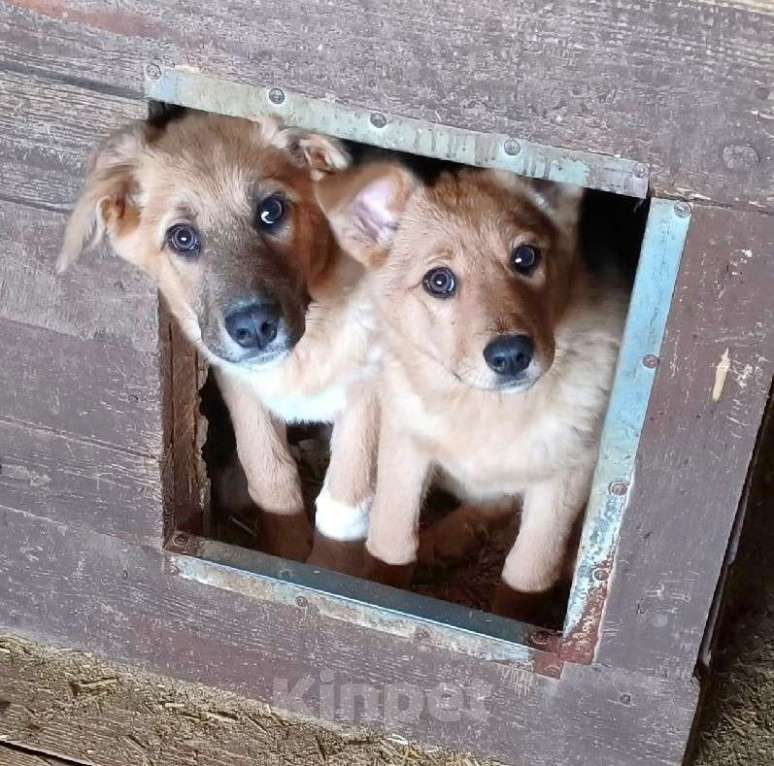 Собаки в Москве: Ласковому щенульке Оскару очень нужны дом и семья Мальчик, Бесплатно - фото 2