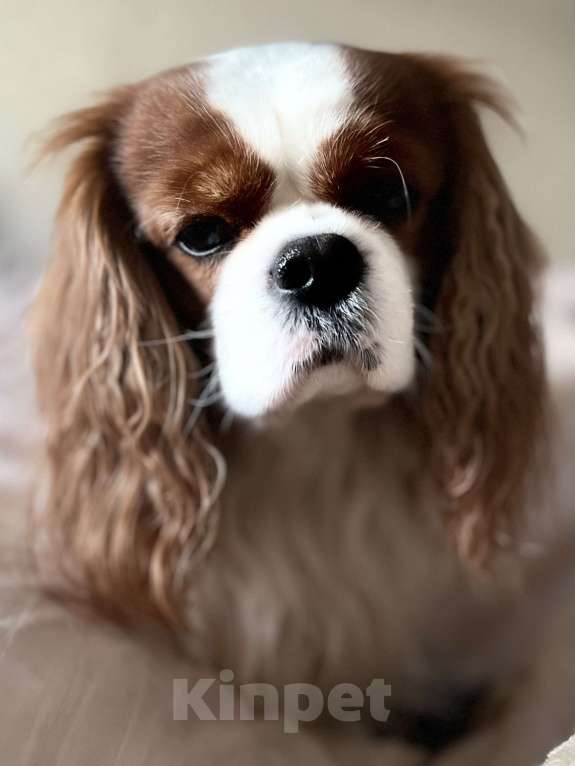 Собаки в Комсомольске-На-Амуре: Щенки благородного происхождения  Девочка, 130 000 руб. - фото 2