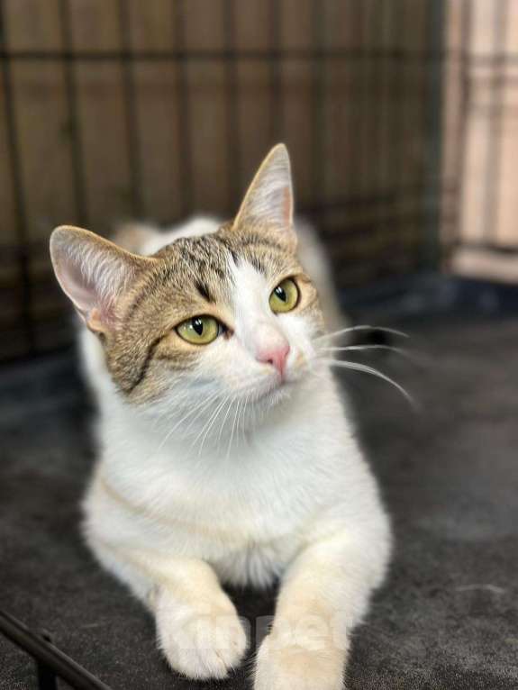 Кошки в Москве: Котенок, с которым не бывает скучно Девочка, Бесплатно - фото 2