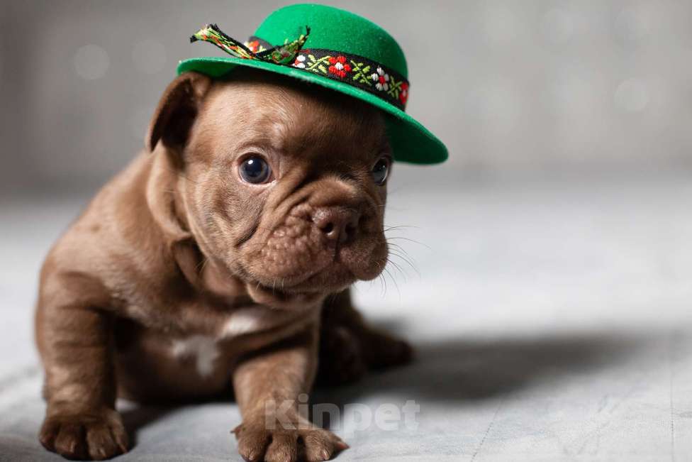 Собаки в Москве: Французский бульдог, щенок Мальчик, 70 000 руб. - фото 3