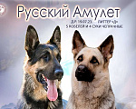 Собаки в Самаре: Щенки вео Русский Амулет Девочка, 45 000 руб. - фото 1