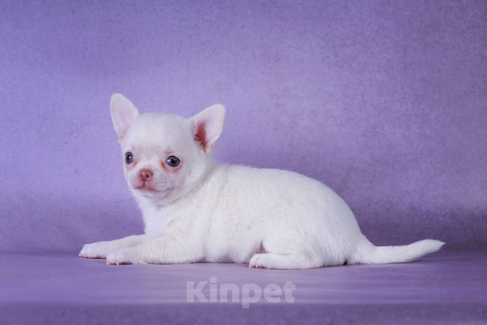 Собаки в Москве: Натуральная блондинка Девочка, 60 000 руб. - фото 2