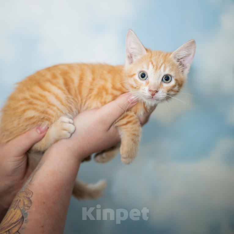 Кошки в Санкт-Петербурге: Котята 3 месяца Мальчик, Бесплатно - фото 6
