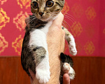 Кошки в Москве: Котёнок Масяня ищет дом Девочка, Бесплатно - фото 7