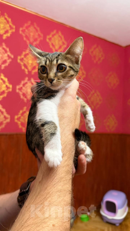 Кошки в Москве: Котёнок Масяня ищет дом Девочка, Бесплатно - фото 7