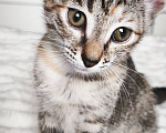 Кошки в Казани: Кошечка Девочка, Бесплатно - фото 1