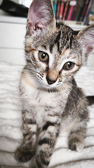 Кошечка