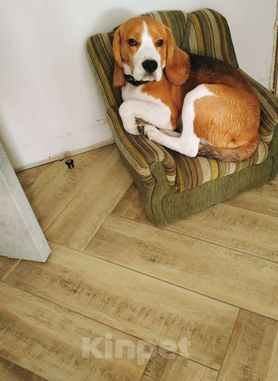 Собаки в Барнауле: Продам Бигля Мальчик, 25 000 руб. - фото 6