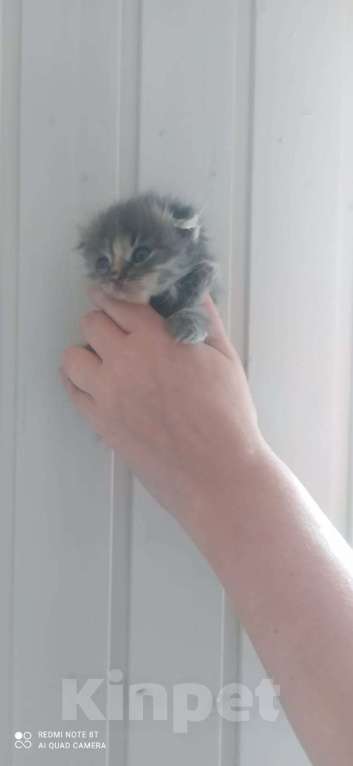 Кошки в Чехове: Котёнок в добрые руки  Мальчик, Бесплатно - фото 1