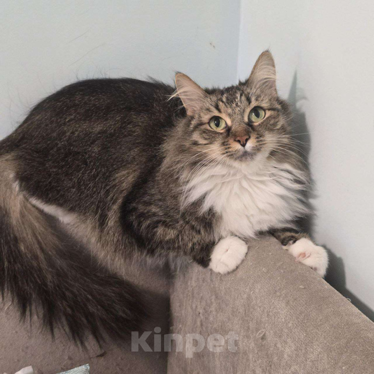 Кошки в Москве: Пушистая Юки в поисках своих людей Девочка, Бесплатно - фото 3