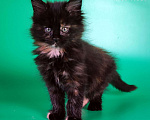 Кошки в других городах Воронежской области: Izida Dark Flame Девочка, 50 000 руб. - фото 2