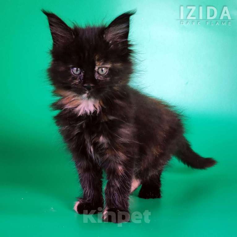 Кошки в других городах Воронежской области: Izida Dark Flame Девочка, 50 000 руб. - фото 2