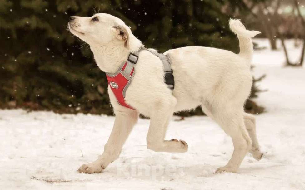 Собаки в Москве: Малышка Марта в добрые руки 🤍 Девочка, Бесплатно - фото 6