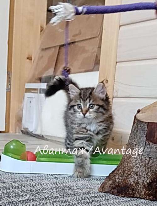 Кошки в Санкт-Петербурге: Сибирский котенок клубный, с документами, девочка  Девочка, Бесплатно - фото 3