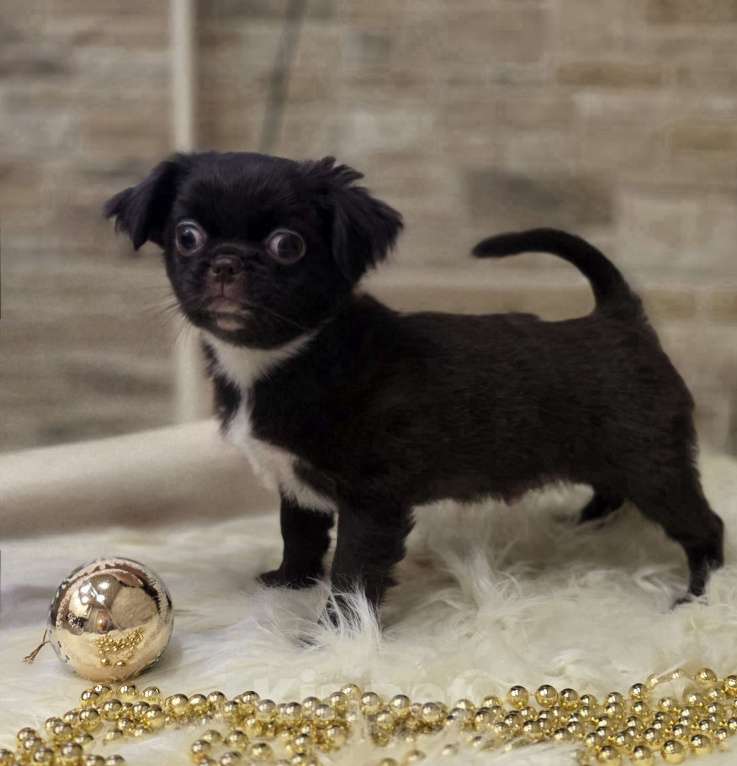 Собаки в Москве: Шоколадный мини мальчик Мальчик, Бесплатно - фото 4