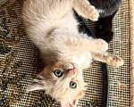 Кошки в Казани: Котенок в добрые руки Мальчик, Бесплатно - фото 1