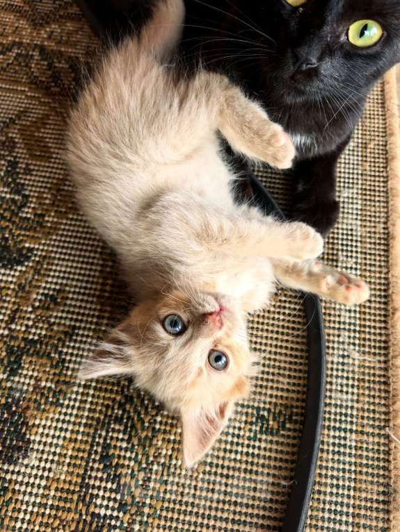 Кошки в Казани: Котенок в добрые руки Мальчик, Бесплатно - фото 1
