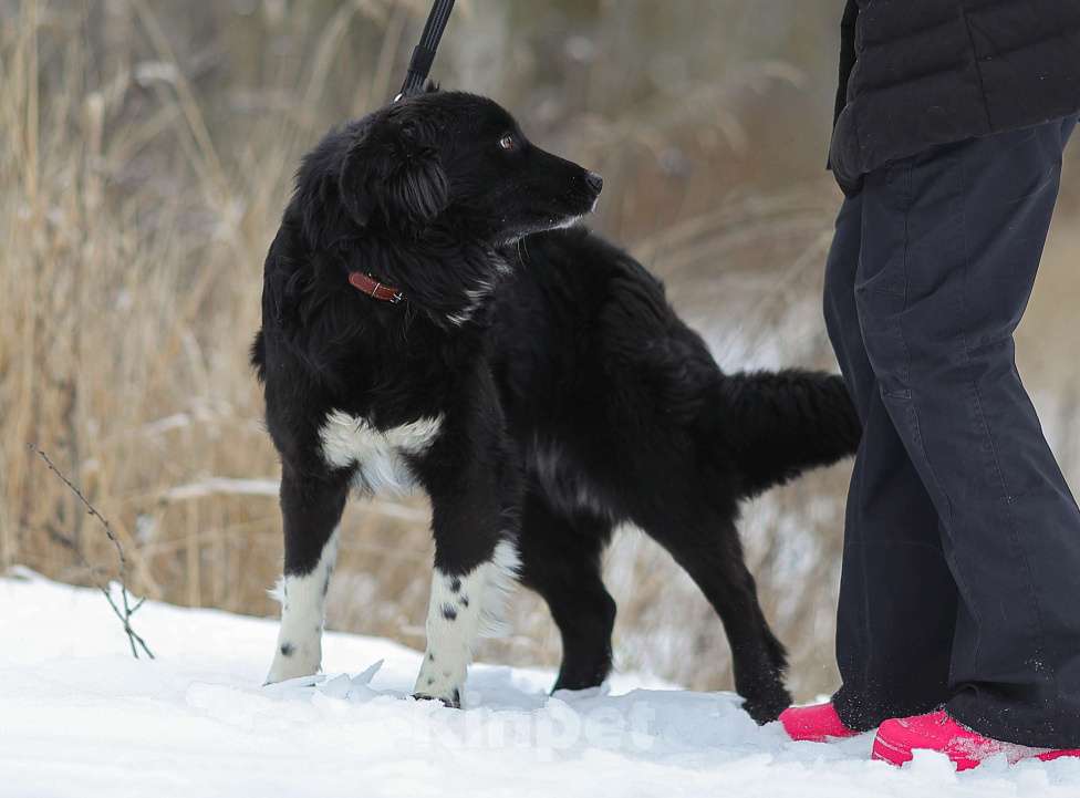 Собаки в Москве: Злата. Золотая собака Девочка, 1 руб. - фото 4