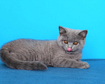 Кошки в Ульяновске: Британские котята девочки Девочка, Бесплатно - фото 2